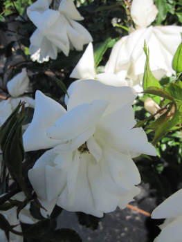 Strauchrose White Haze2